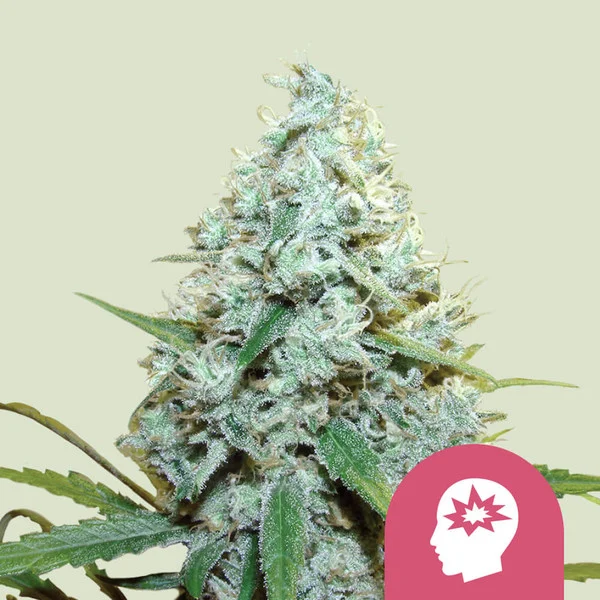 Royal Queen Seeds – AMG Feminized Seeds (Sativa) - 3 Seeds