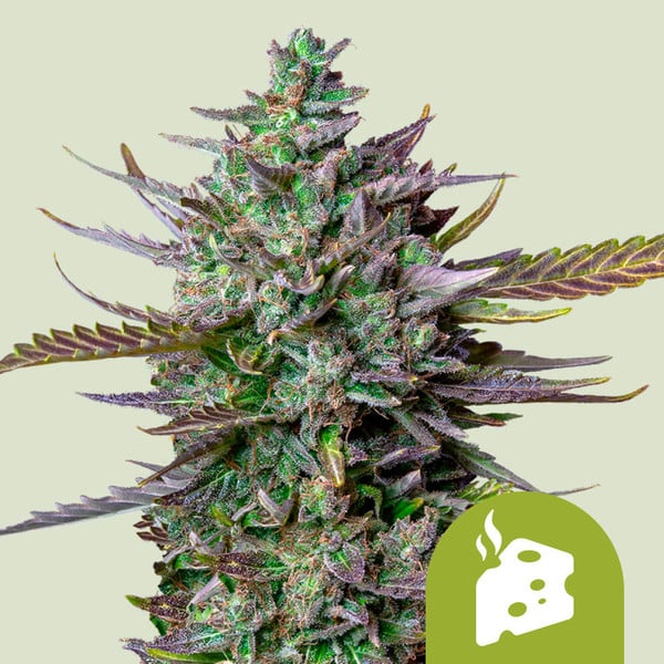 Royal Queen Seeds – Blue Cheese Auto Feminized Seeds (Cheese x Blueberry Auto) - 3 Seeds