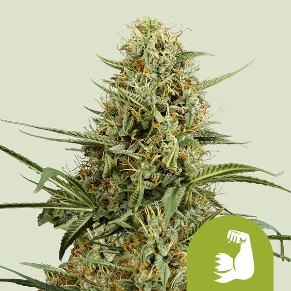 Royal Queen Seeds – HulkBerry Auto Feminized Seeds (High-Power Bruce Banner Auto) - 3 Seeds